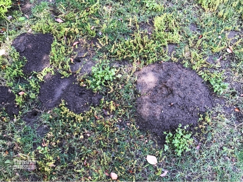 Best Gopher Control in San Diego 1 Gopher Removal Service